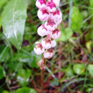  - Pyrola rotundifolia var. rotundifolia 