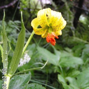 Photographie n°61440 du taxon Lilium pyrenaicum Gouan