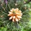  Alain Bigou - Pinus mugo subsp. uncinata (Ramond ex DC.) Domin [1936]