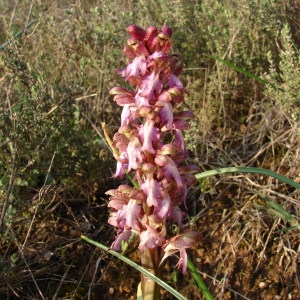Photographie n°61496 du taxon Himantoglossum robertianum (Loisel.) P.Delforge [1999]