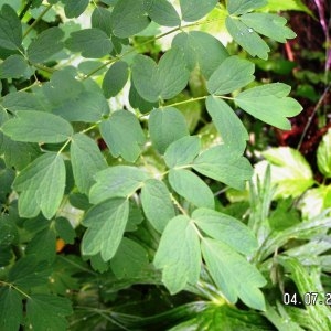 Photographie n°61557 du taxon Thalictrum aquilegiifolium L. [1753]