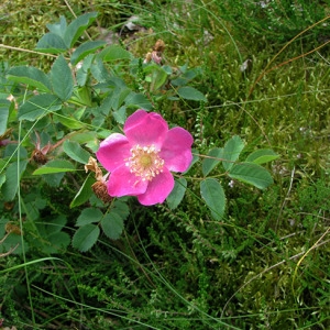 Photographie n°61584 du taxon Rosa pendulina L. [1753]