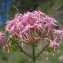  Hugues Tinguy - Centranthus angustifolius (Mill.) DC. [1805]