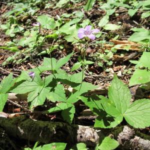 Photographie n°61636 du taxon Geranium nodosum L. [1753]