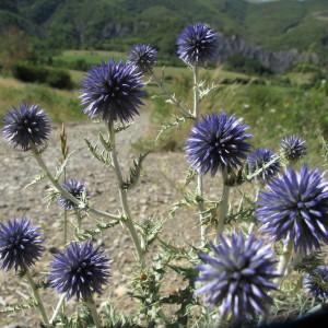 Photographie n°61643 du taxon Echinops ritro L. [1753]