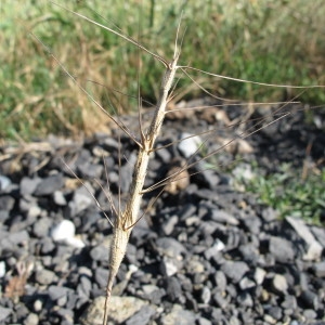 Photographie n°61650 du taxon Aegilops triuncialis L. [1753]