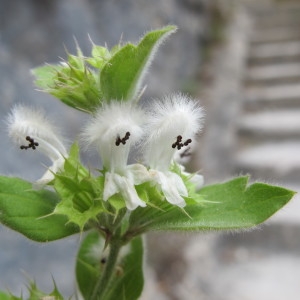 Ballota spinosa Link (Ballote buissonnante)