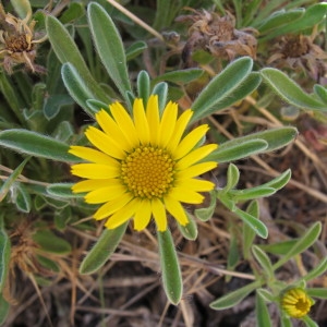 Photographie n°61661 du taxon Pallenis maritima (L.) Greuter [1997]