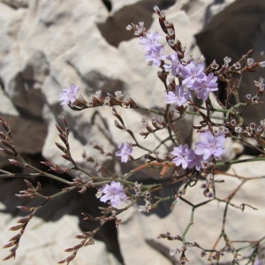 Photographie n°61666 du taxon Limonium virgatum (Willd.) Fourr. [1869]