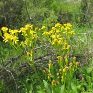 Senecio doria subsp. biebersteinii (Lindeman) Borza (Séneçon doria)