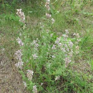 Photographie n°61673 du taxon Nepeta nepetella L. [1759]