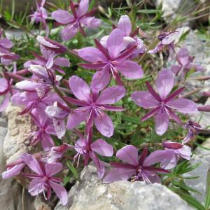 Photographie n°61675 du taxon Epilobium dodonaei subsp. fleischeri (Hochst.) Schinz & Thell. [1923]