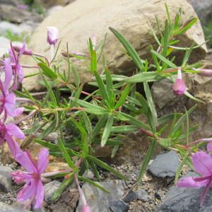 Photographie n°61677 du taxon Epilobium dodonaei subsp. fleischeri (Hochst.) Schinz & Thell. [1923]