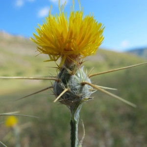 Photographie n°61680 du taxon Centaurea solstitialis L. [1753]