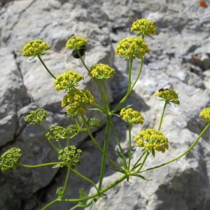 Bupleurum petraeum L. (Buplèvre des pierriers)