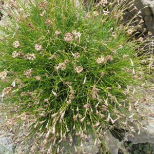 Photographie n°61690 du taxon Silene saxifraga L. [1753]