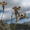  Hugues Tinguy - Silene saxifraga L. [1753]