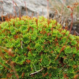 Photographie n°61693 du taxon Saxifraga exarata subsp. moschata (Wulfen) Cavill. [1913]