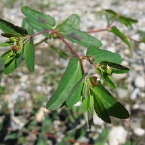 Euphorbia nutans Lag. (Euphorbe penchée)