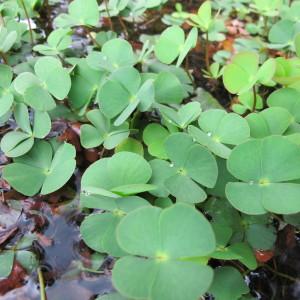 Photographie n°61706 du taxon Marsilea quadrifolia L. [1753]