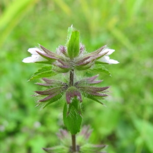 Photographie n°61709 du taxon Stachys arvensis (L.) L. [1763]