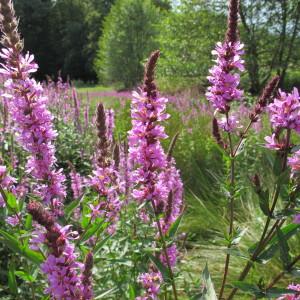 Photographie n°61710 du taxon Lythrum salicaria L.