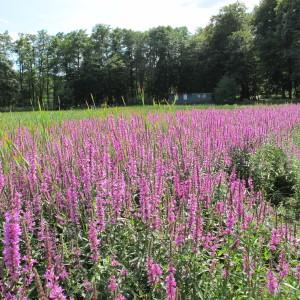 Photographie n°61711 du taxon Lythrum salicaria L.