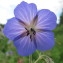  Hugues Tinguy - Geranium pratense L. [1753]