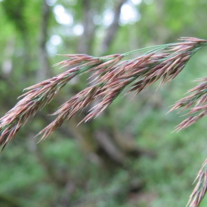 Calamagrostis purpurea (Trin.) Trin.