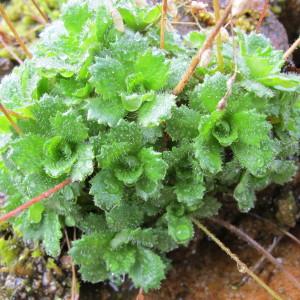 Photographie n°61724 du taxon Saxifraga stellaris L. [1753]