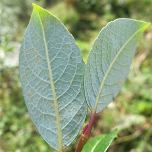  - Salix bicolor Willd. [1796]