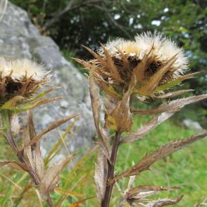 Photographie n°61732 du taxon Carlina vulgaris subsp. longifolia Nyman [1879]