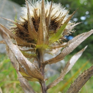 Carlina longifolia Rchb. (Carline à feuilles longues)