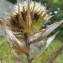  Hugues Tinguy - Carlina vulgaris subsp. longifolia Nyman [1879]