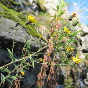  - Hieracium inuloides Tausch [1837]