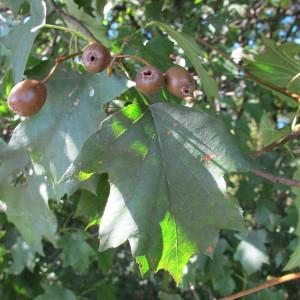 Photographie n°61749 du taxon Sorbus torminalis (L.) Crantz [1763]
