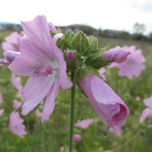 Photographie n°61754 du taxon Malva moschata L. [1753]