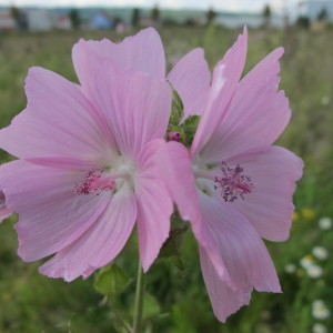 Photographie n°61756 du taxon Malva moschata L. [1753]