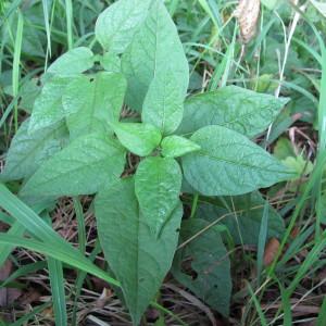 Photographie n°61765 du taxon Physalis alkekengi L. [1753]