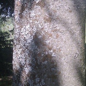 Photographie n°61820 du taxon Acer pseudoplatanus L. [1753]
