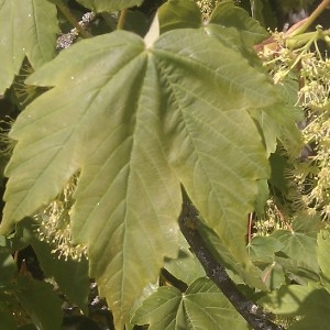 Photographie n°61824 du taxon Acer pseudoplatanus L. [1753]