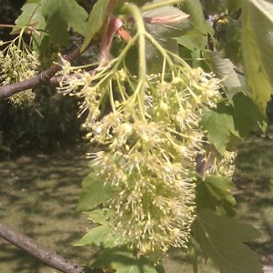 Photographie n°61827 du taxon Acer pseudoplatanus L. [1753]