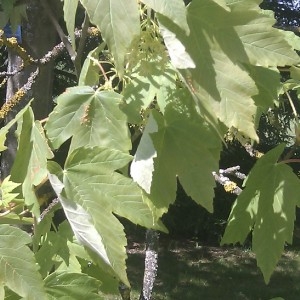 Photographie n°61829 du taxon Acer pseudoplatanus L. [1753]