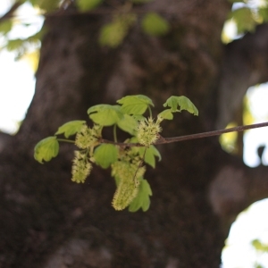 Photographie n°61833 du taxon Acer pseudoplatanus L. [1753]