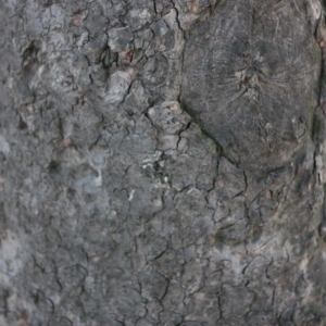 Photographie n°61839 du taxon Acer pseudoplatanus L. [1753]