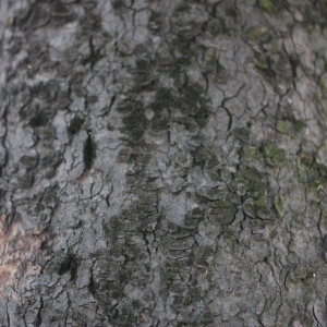 Photographie n°61840 du taxon Acer pseudoplatanus L. [1753]