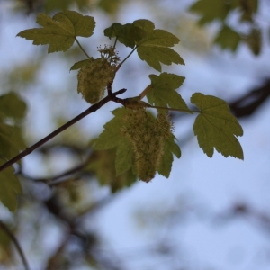 Photographie n°61841 du taxon Acer pseudoplatanus L. [1753]