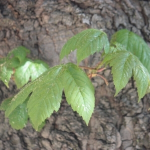 Photographie n°61843 du taxon Acer pseudoplatanus L. [1753]