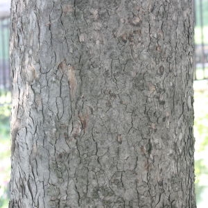 Photographie n°61854 du taxon Acer pseudoplatanus L. [1753]