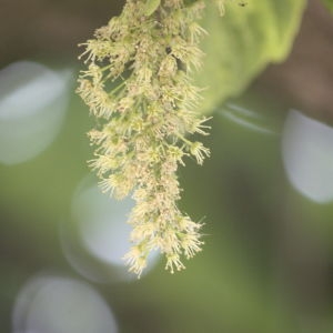 Photographie n°61857 du taxon Acer pseudoplatanus L. [1753]